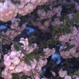 Meet your Posher, Caitlyn